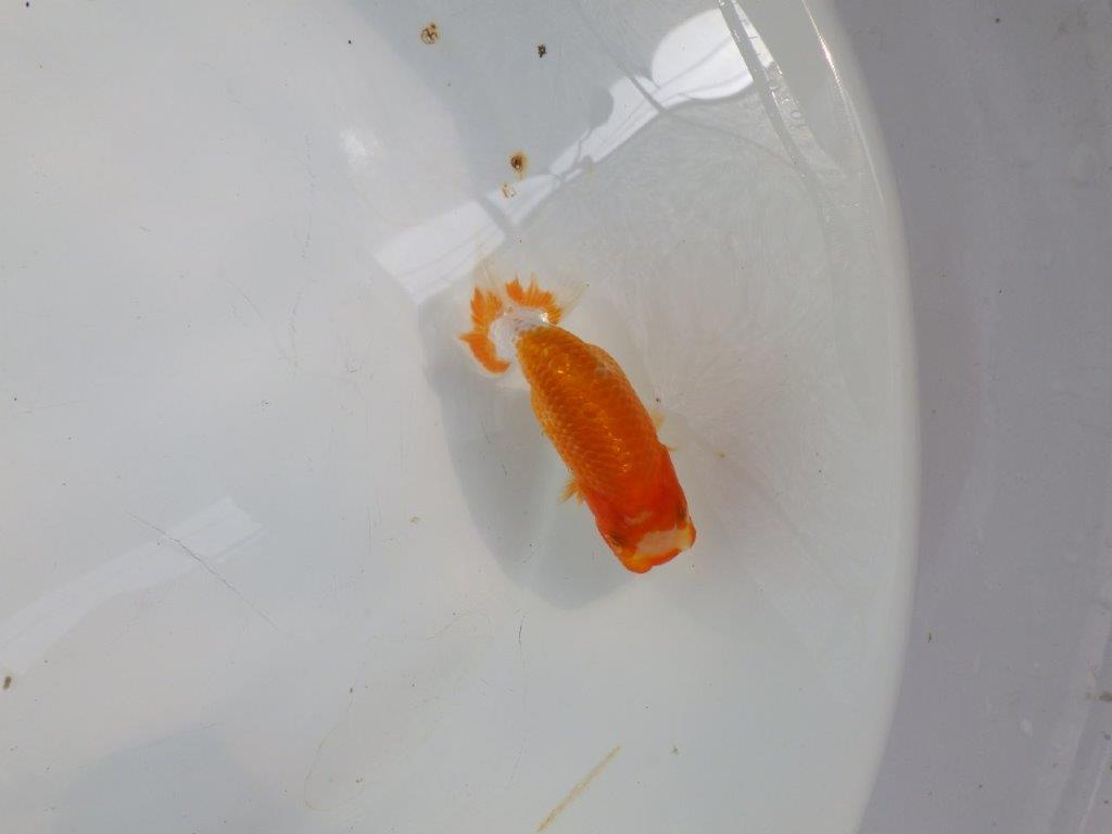 【日らん優等賞獲得ブリーダー】背が綺麗で水槽映え!当歳らんちゅう約10㎝
