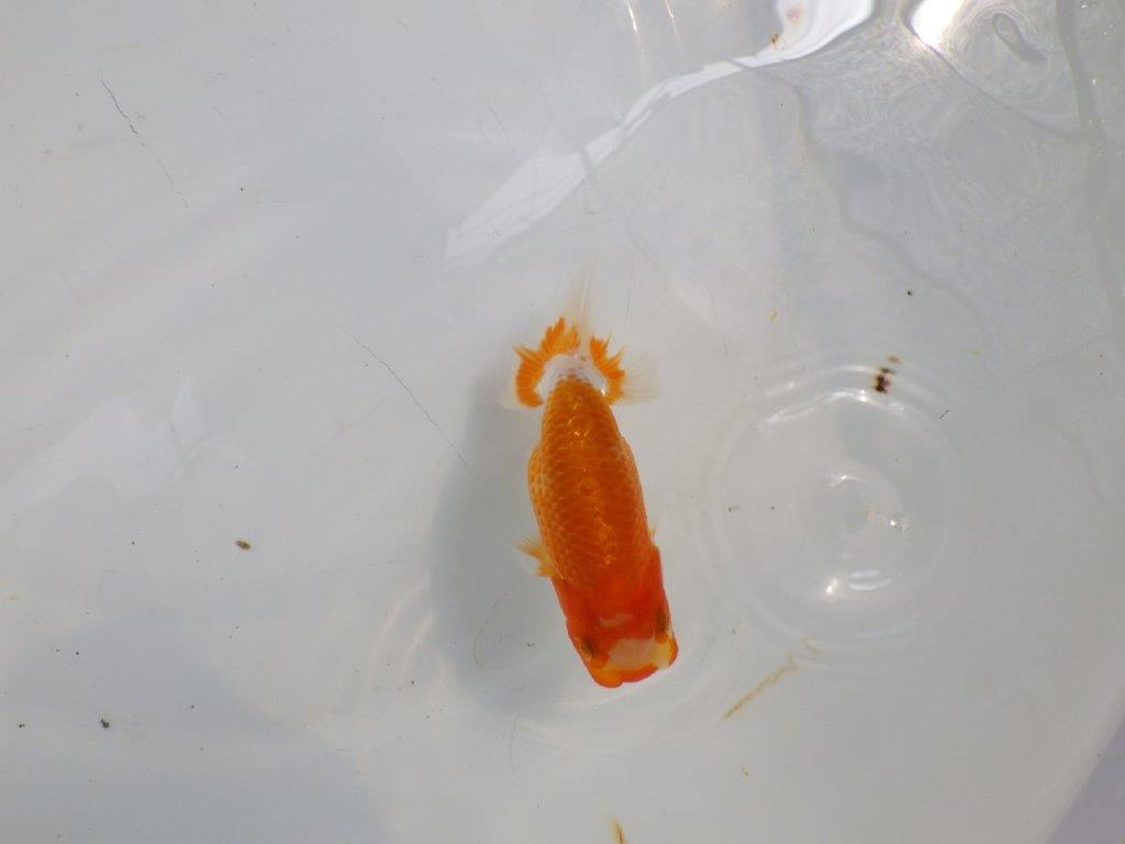 【日らん優等賞獲得ブリーダー】背が綺麗で水槽映え！当歳らんちゅう約10㎝の上身