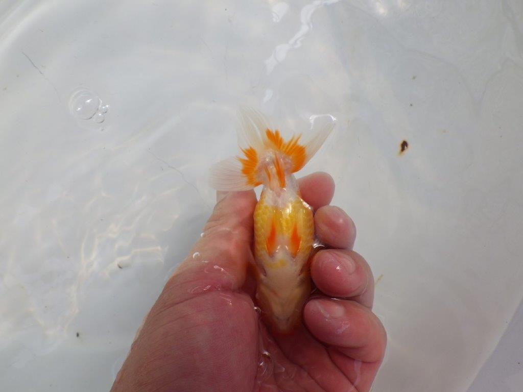 【日らん優等賞獲得ブリーダー】背が綺麗で水槽映え!当歳らんちゅう約10㎝