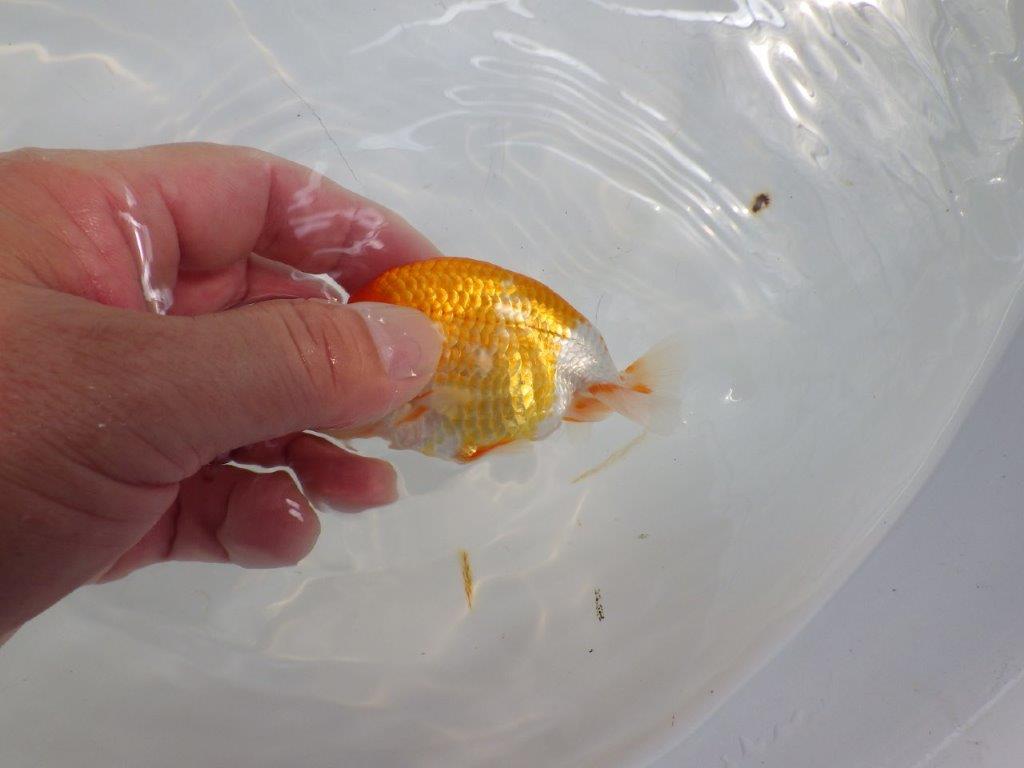 【日らん優等賞獲得ブリーダー】背が綺麗で水槽映え!当歳らんちゅう約10㎝