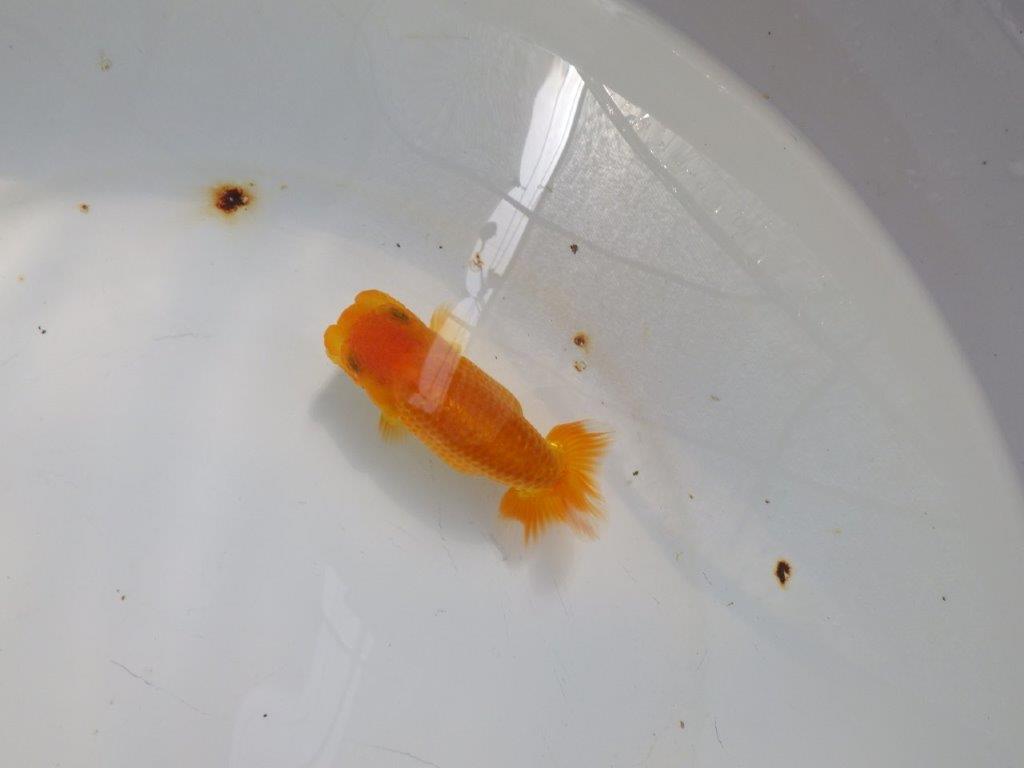 【日らん優等賞獲得ブリーダー】上からのご鑑賞が吉！当歳らんちゅう約10,5㎝の上身