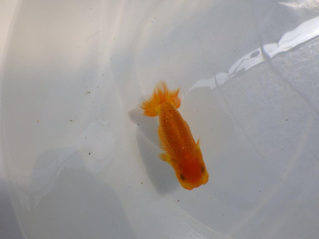 【日らん優等賞獲得ブリーダー】上からのご鑑賞が吉!当歳らんちゅう約10,5㎝