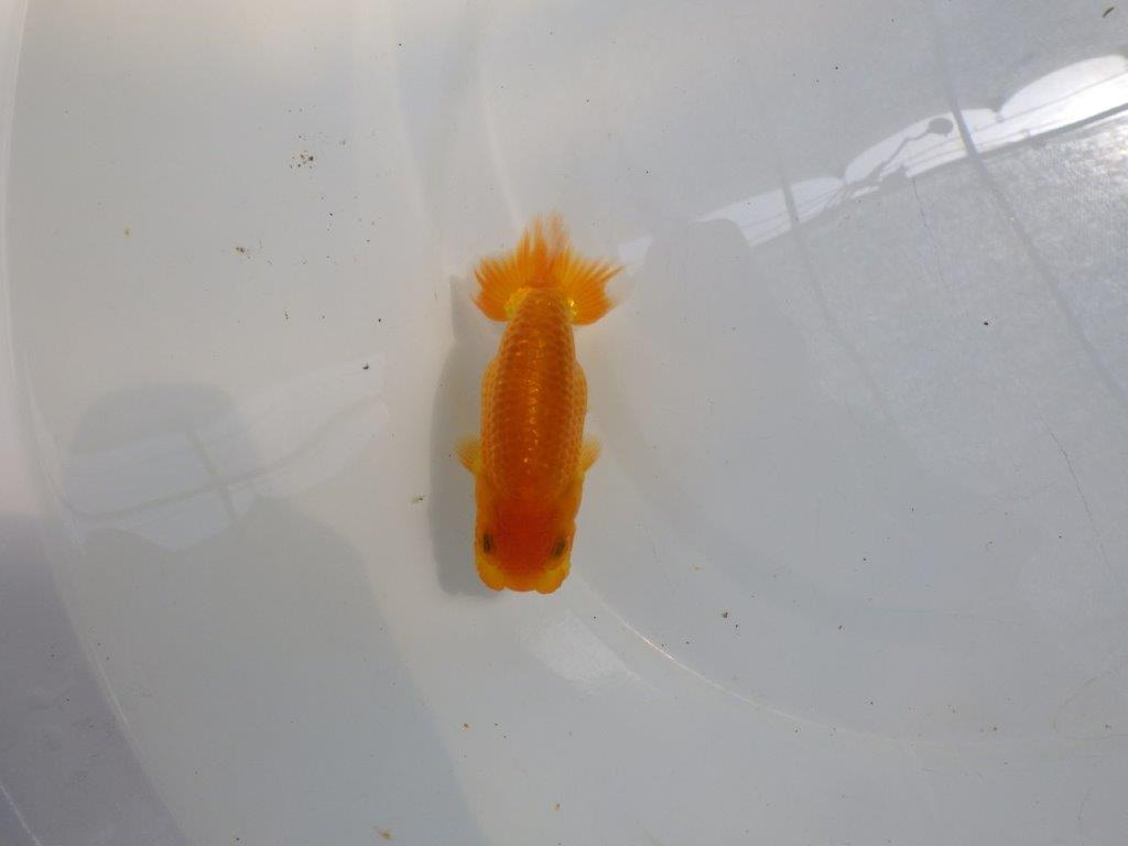 【日らん優等賞獲得ブリーダー】上からのご鑑賞が吉!当歳らんちゅう約10,5㎝