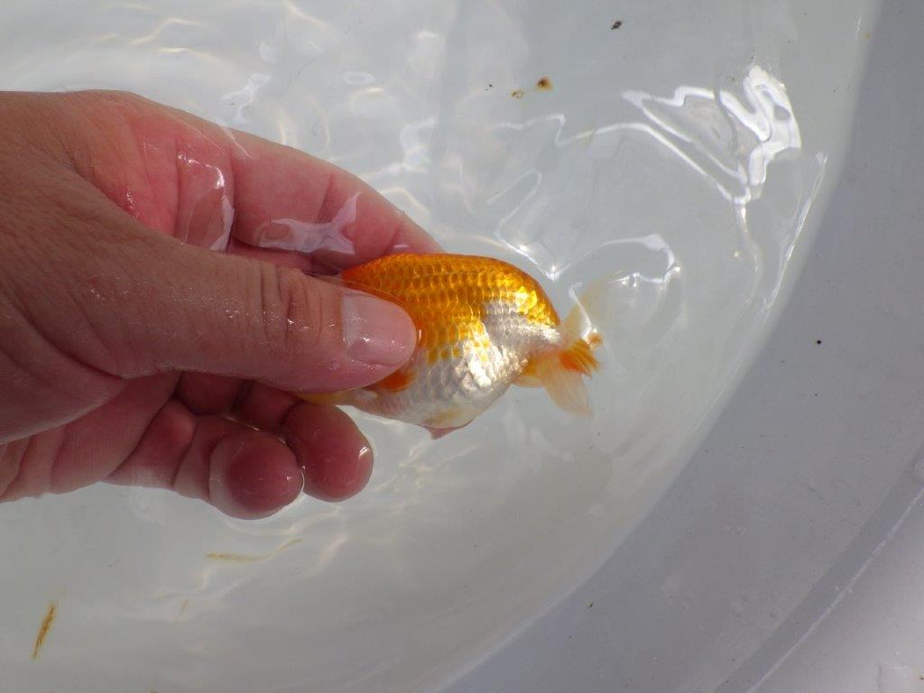 【日らん優等賞獲得ブリーダー】非常に綺麗な柄の更紗!当歳らんちゅう約10㎝