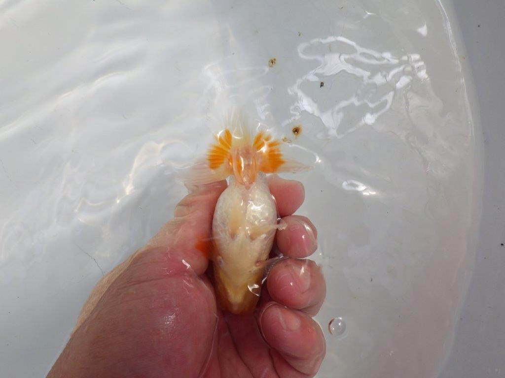 【日らん優等賞獲得ブリーダー】非常に綺麗な柄の更紗!当歳らんちゅう約10㎝