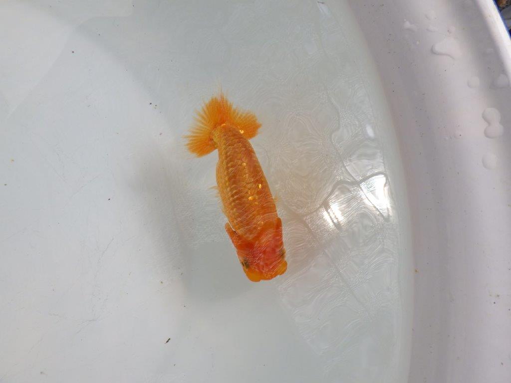 【全国大会東大関獲得ブリーダー 】尾型が良く上見がお勧め当歳らんちゅう約11㎝