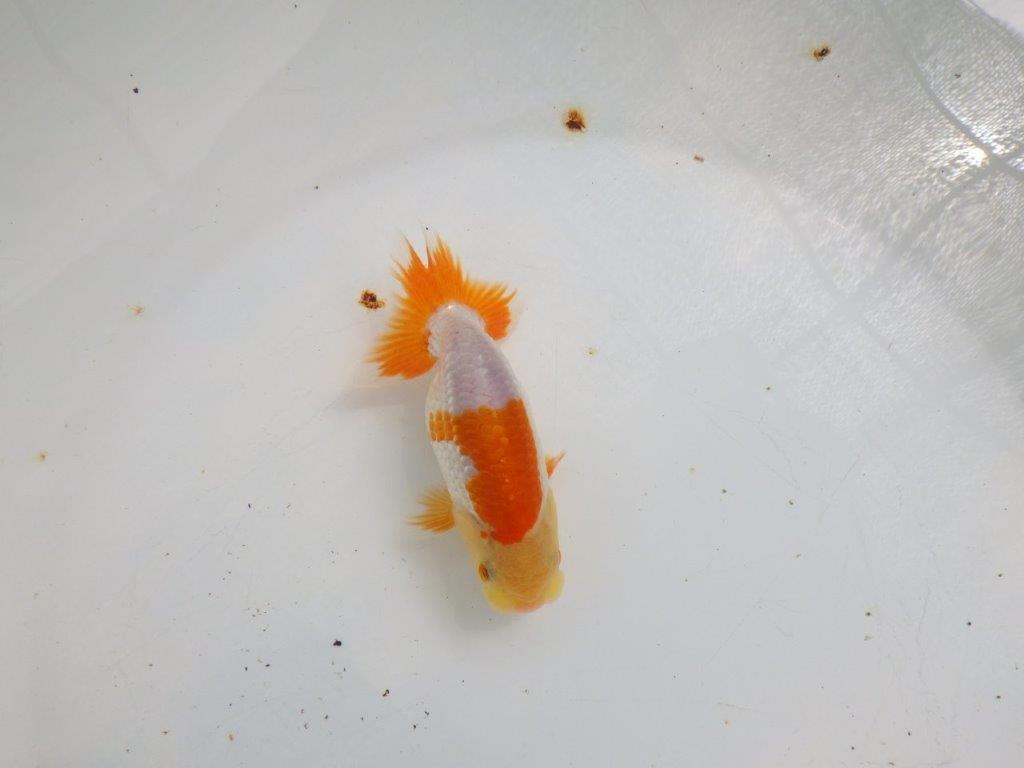 【全国大会東大関獲得ブリーダー 】メリハリの利いた柄でお勧め当歳らんちゅう約11㎝の上身