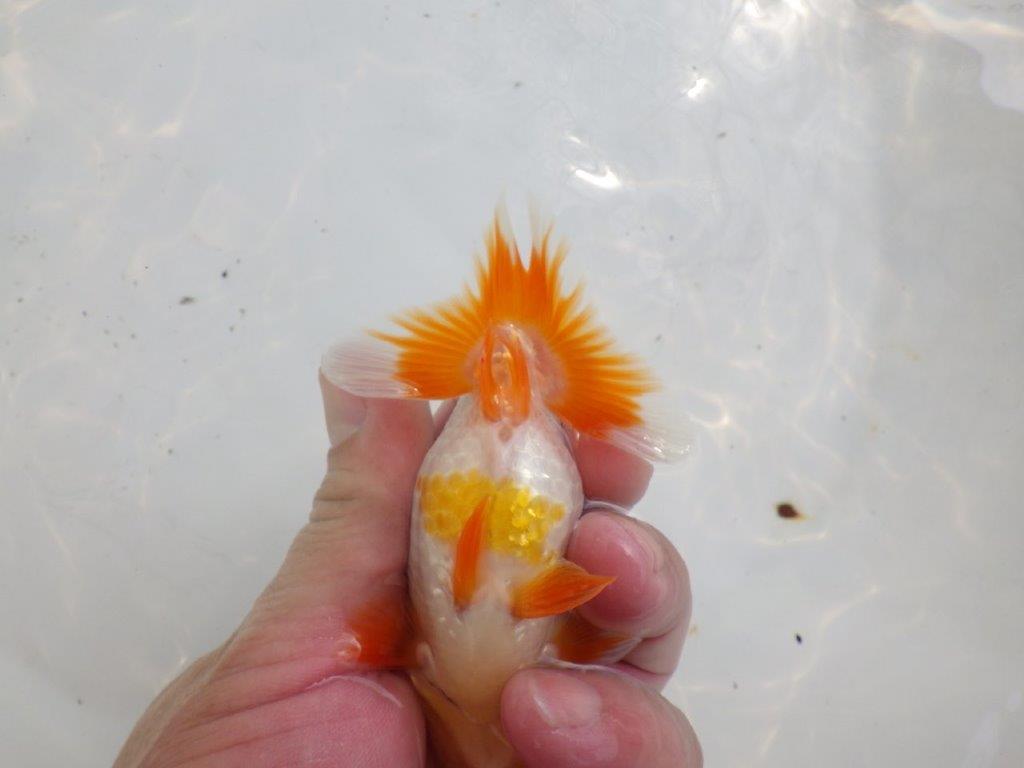 【全国大会東大関獲得ブリーダー 】メリハリの利いた柄でお勧め当歳らんちゅう約11㎝