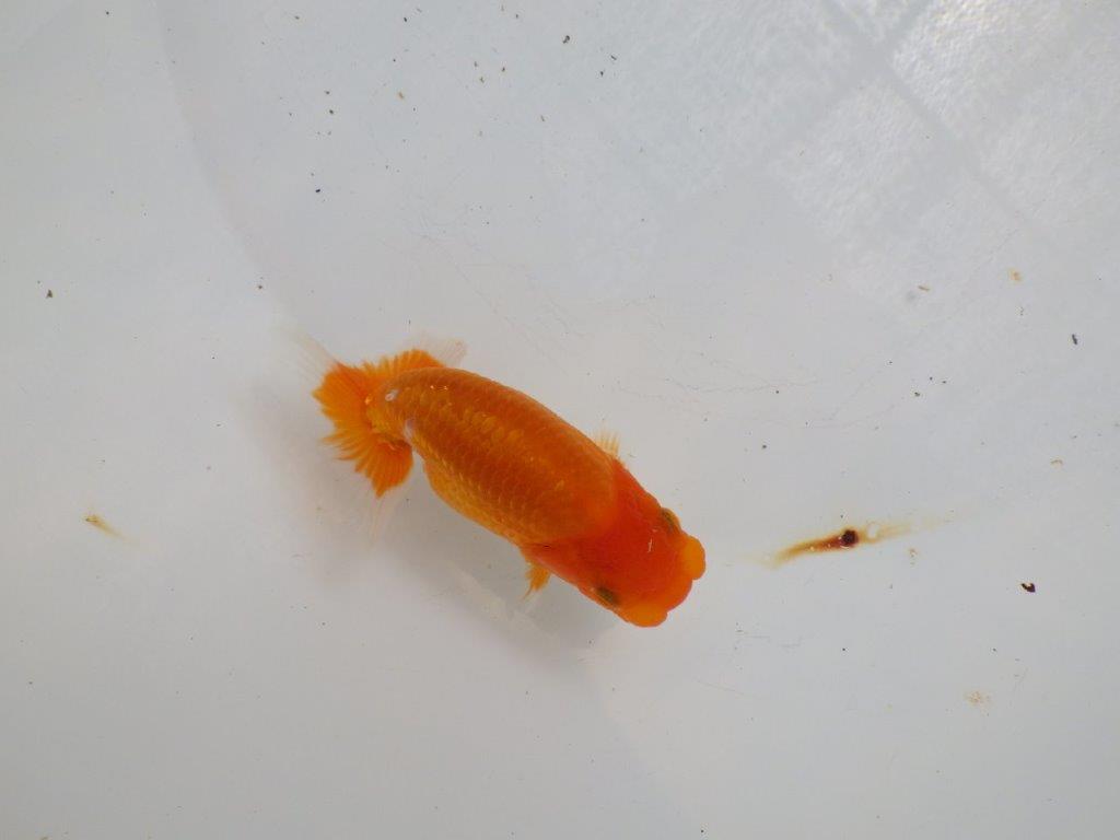 【全国大会東大関獲得ブリーダー 】バランスが良くまとまってます!当歳らんちゅう約11㎝