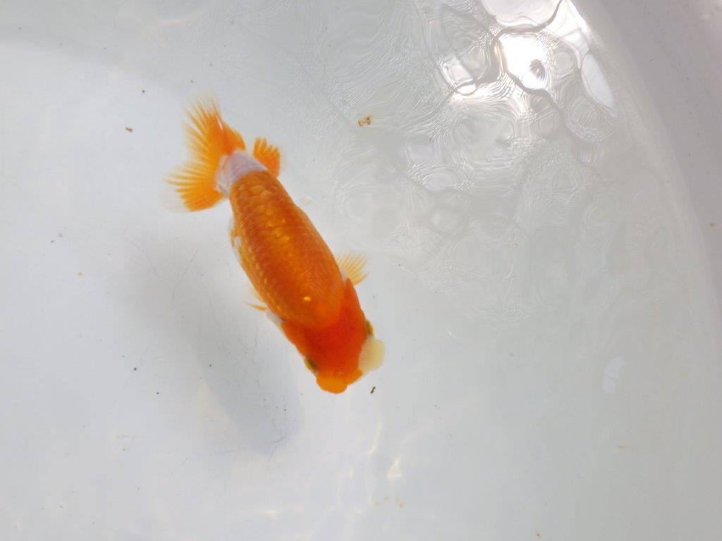 【全国大会東大関獲得ブリーダー 】素晴らしいフンタンの発育！当歳らんちゅう約11㎝の上身