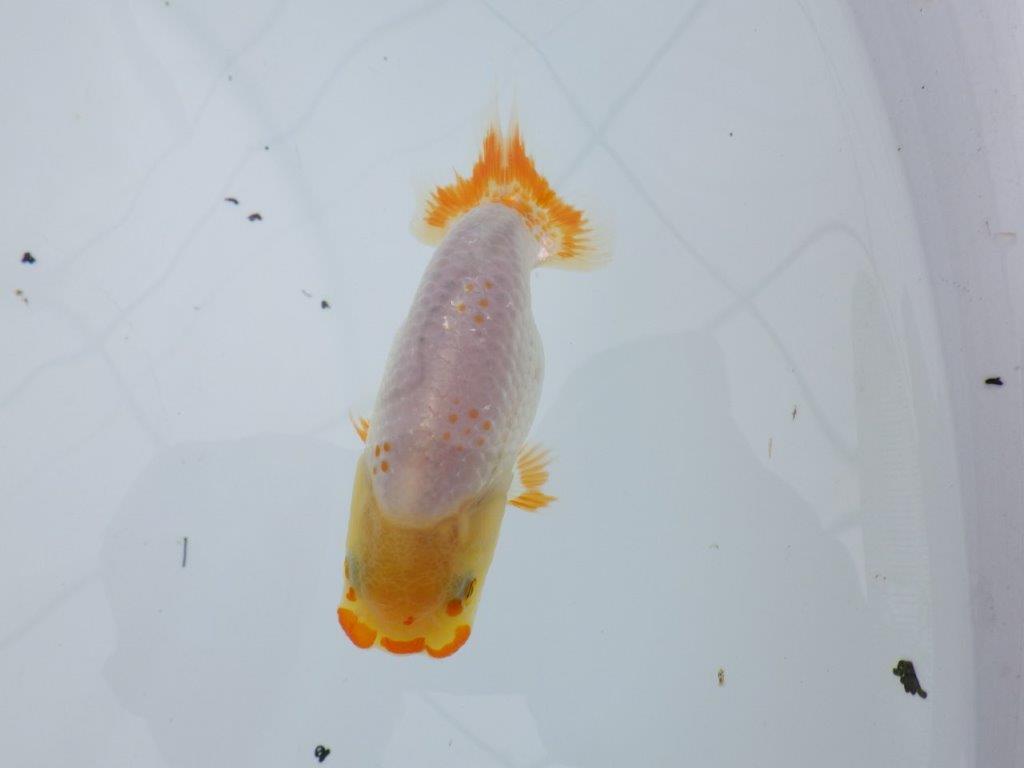一文字柄に尾のヒバンがも映える更紗らんちゅう 　約9㎝　性別不明【 岡山村上暢彦氏作】