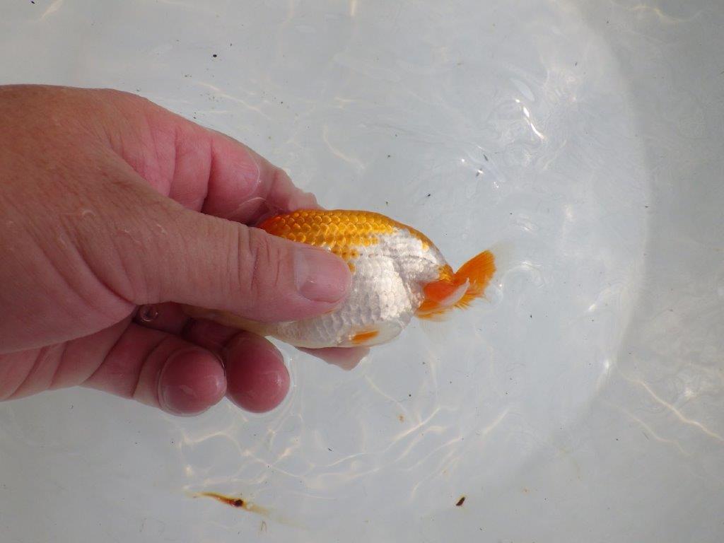 【全国大会東大関獲得ブリーダー 】仕上げてみたい!当歳らんちゅう約11㎝