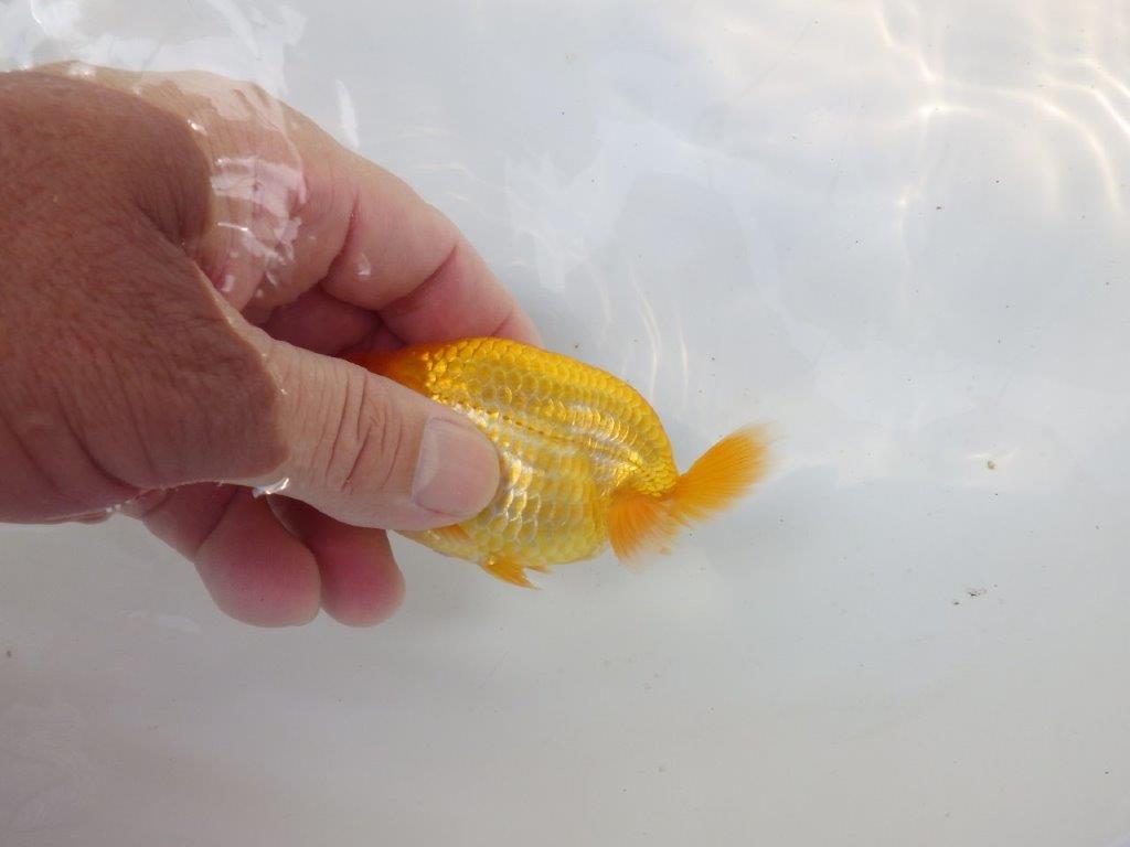 【愛知超優良系統 】両面綺麗な柄の更紗!当歳らんちゅう約10㎝