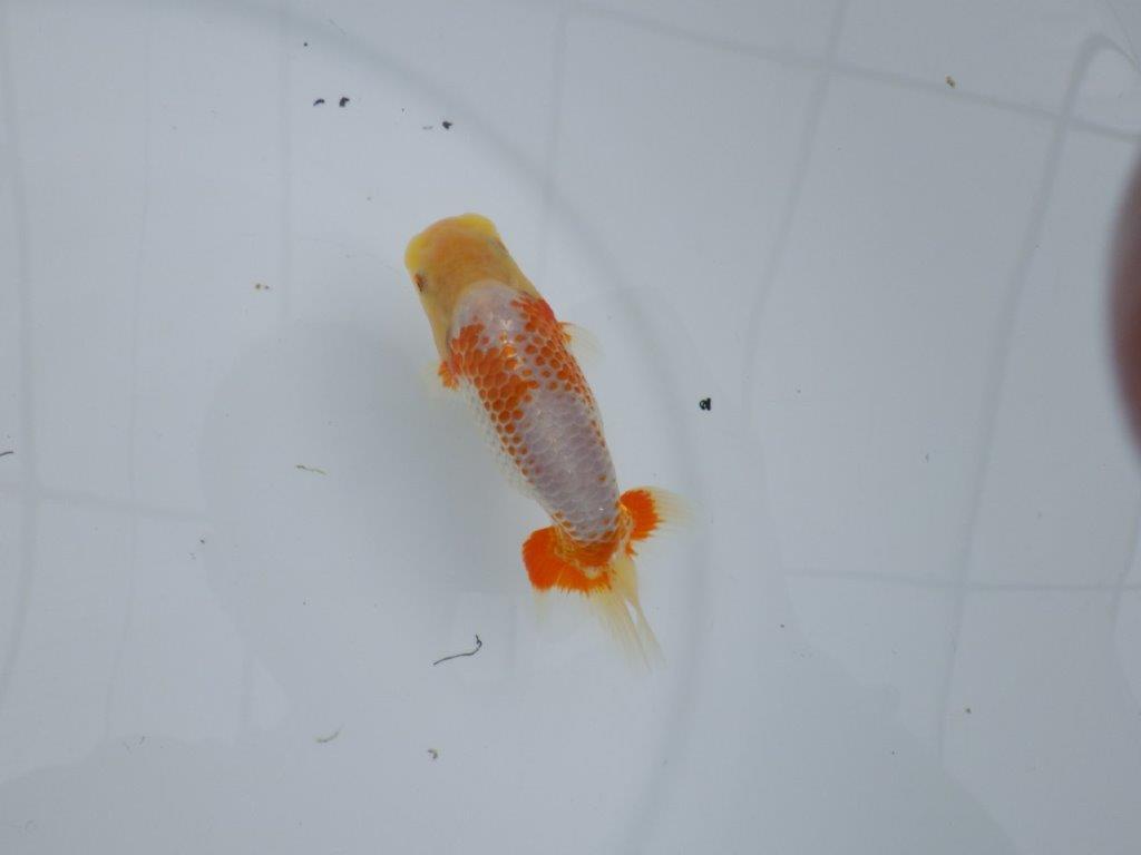 非常にインパクトのある美しい柄が特徴の更紗らんちゅう 　約12㎝　性別不明【 岡山村上暢彦氏作】