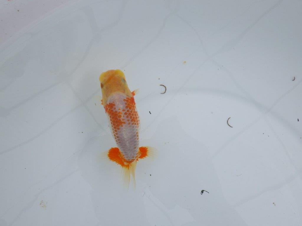 非常にインパクトのある美しい柄が特徴の更紗らんちゅう 　約12㎝　性別不明【 岡山村上暢彦氏作】