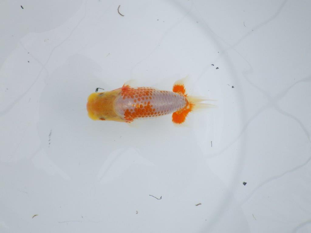 非常にインパクトのある美しい柄が特徴の更紗らんちゅう 　約12㎝　性別不明【 岡山村上暢彦氏作】