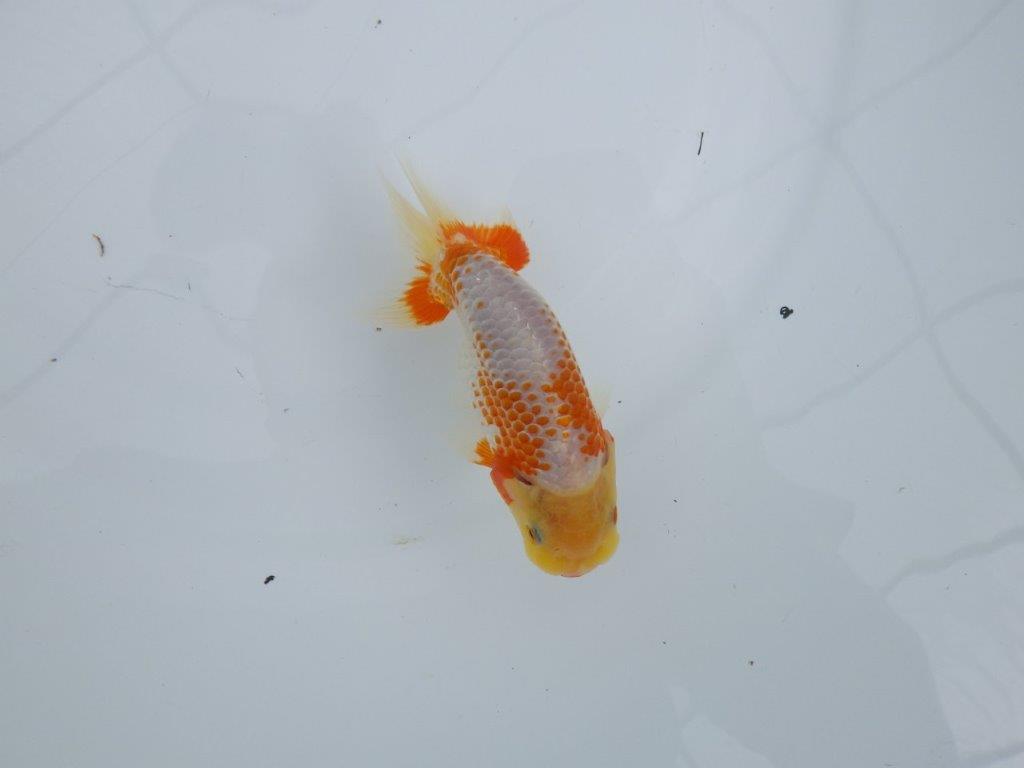 非常にインパクトのある美しい柄が特徴の更紗らんちゅう 　約12㎝　性別不明【 岡山村上暢彦氏作】