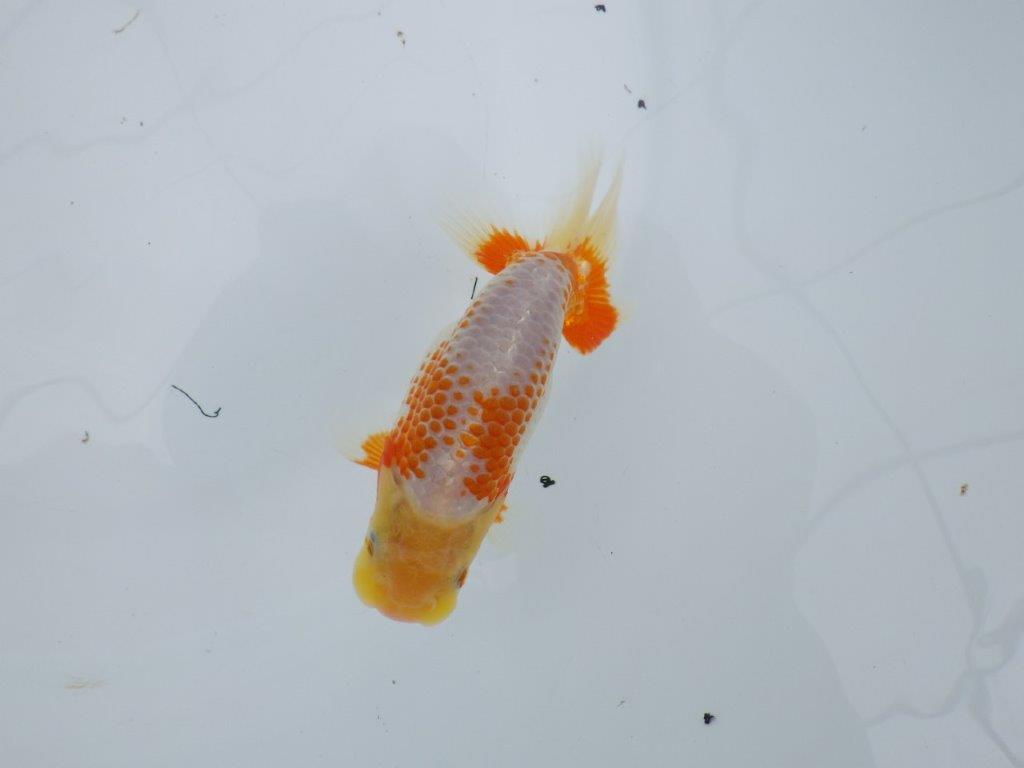 非常にインパクトのある美しい柄が特徴の更紗らんちゅう 　約12㎝　性別不明【 岡山村上暢彦氏作】