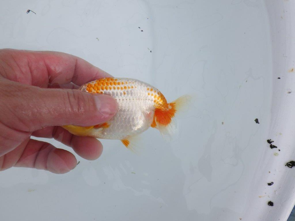 非常にインパクトのある美しい柄が特徴の更紗らんちゅう 　約12㎝　性別不明【 岡山村上暢彦氏作】