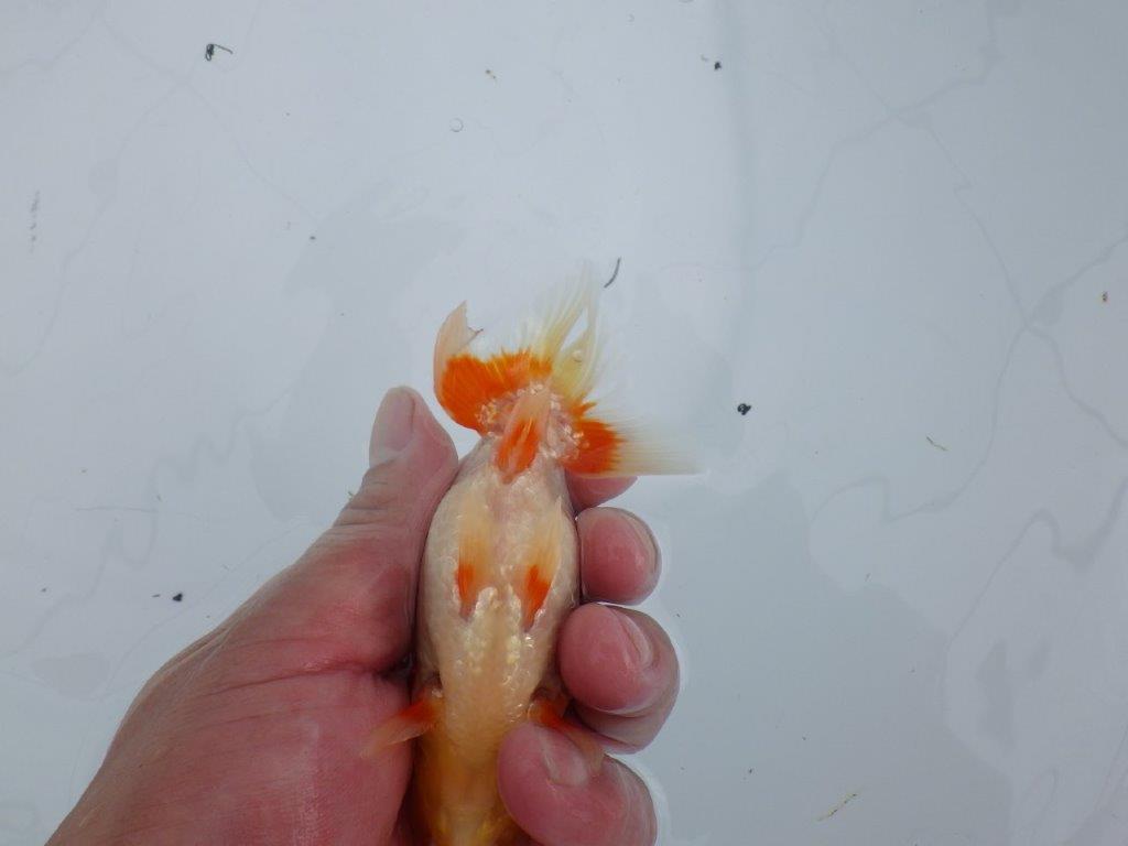 非常にインパクトのある美しい柄が特徴の更紗らんちゅう 　約12㎝　性別不明【 岡山村上暢彦氏作】
