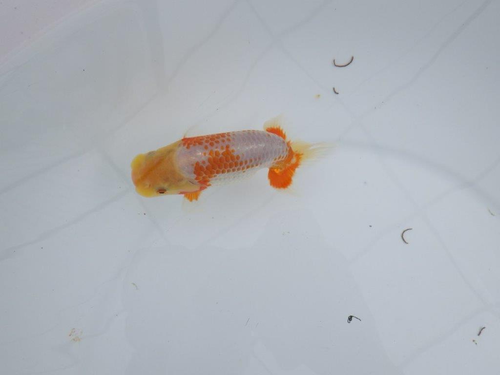 非常にインパクトのある美しい柄が特徴の更紗らんちゅう 　約12㎝　性別不明【 岡山村上暢彦氏作】