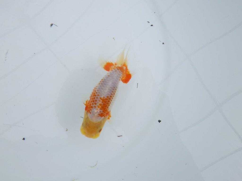 非常にインパクトのある美しい柄が特徴の更紗らんちゅう 　約12㎝　性別不明【 岡山村上暢彦氏作】