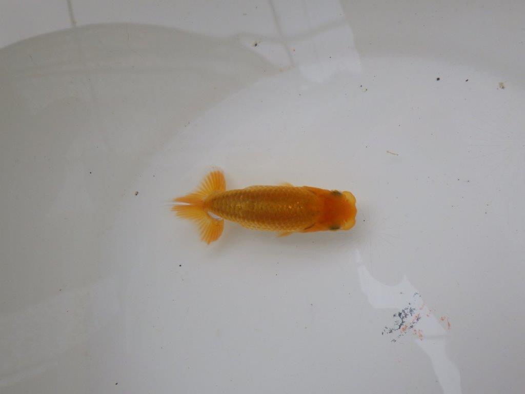 【独占販売！】尾型、構えが良く雰囲気がとても良い当歳らんちゅう！　約9,５ｃｍ前後