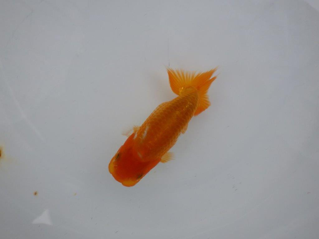 【逸品当歳らんちゅう】背なりも綺麗で水槽でのご鑑賞お勧めらんちゅう！　約11,5ｃｍ前後の上身