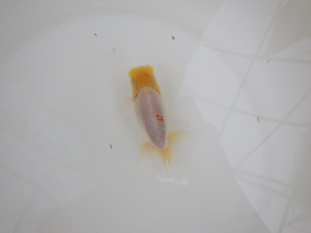 【 一押し！！】頭、尾型、構えとても良い上物白更紗らんちゅう　約11㎝　当歳魚の上身