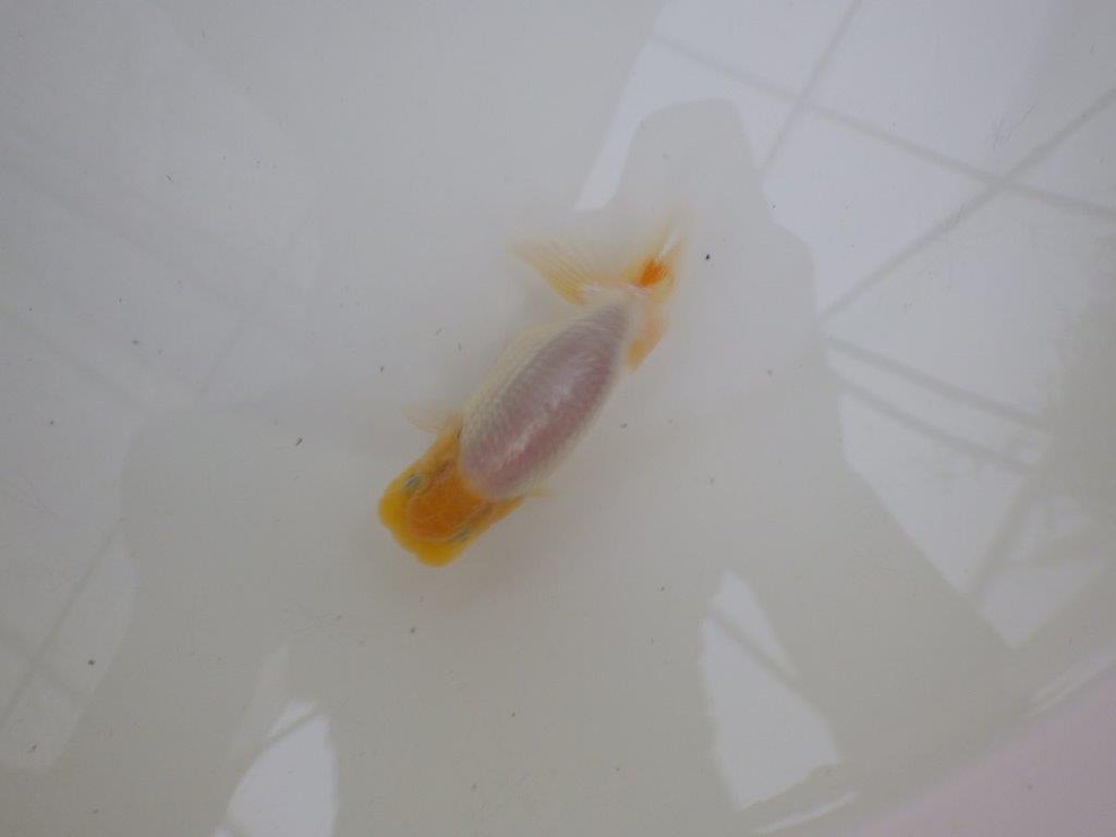 【 一押し！！】こちらも頭、尾型、構えとても良い上物白更紗らんちゅう　約11㎝　当歳魚の上身