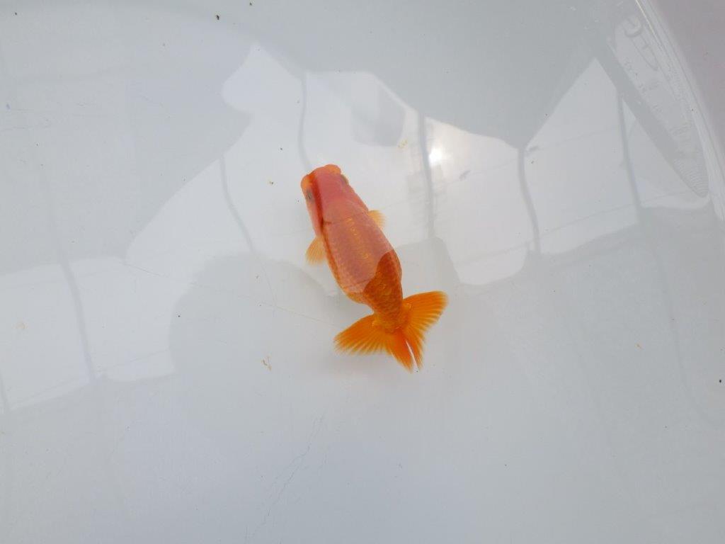 【激レア入荷!山田芳人氏作出!当歳らんちゅう 】すんなりした魚!!約9,5㎝