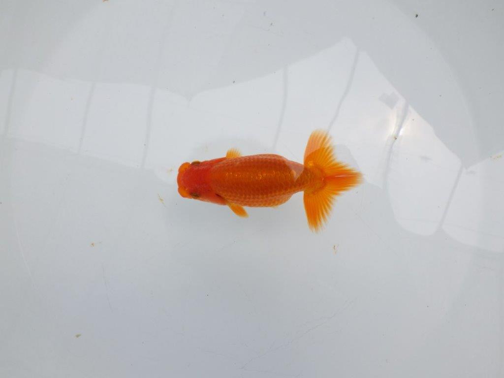 【激レア入荷!山田芳人氏作出!当歳らんちゅう 】すんなりした魚!!約9,5㎝