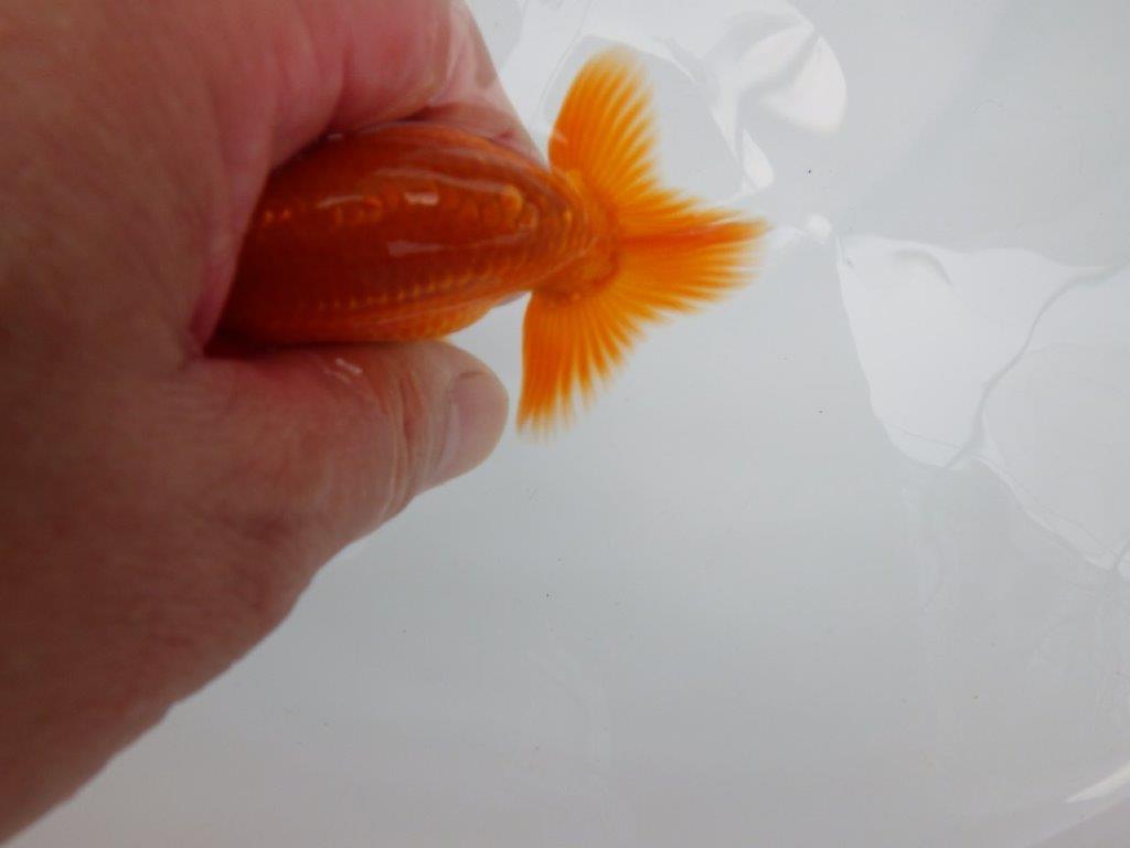 【激レア入荷!山田芳人氏作出!当歳らんちゅう 】すんなりした魚!!約9,5㎝