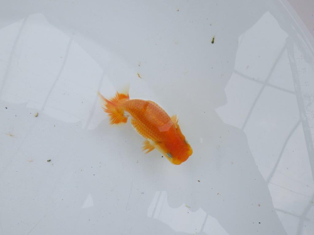 【激レア入荷!山田芳人氏作出!当歳らんちゅう 】愛嬌のある魚!!約9,5㎝