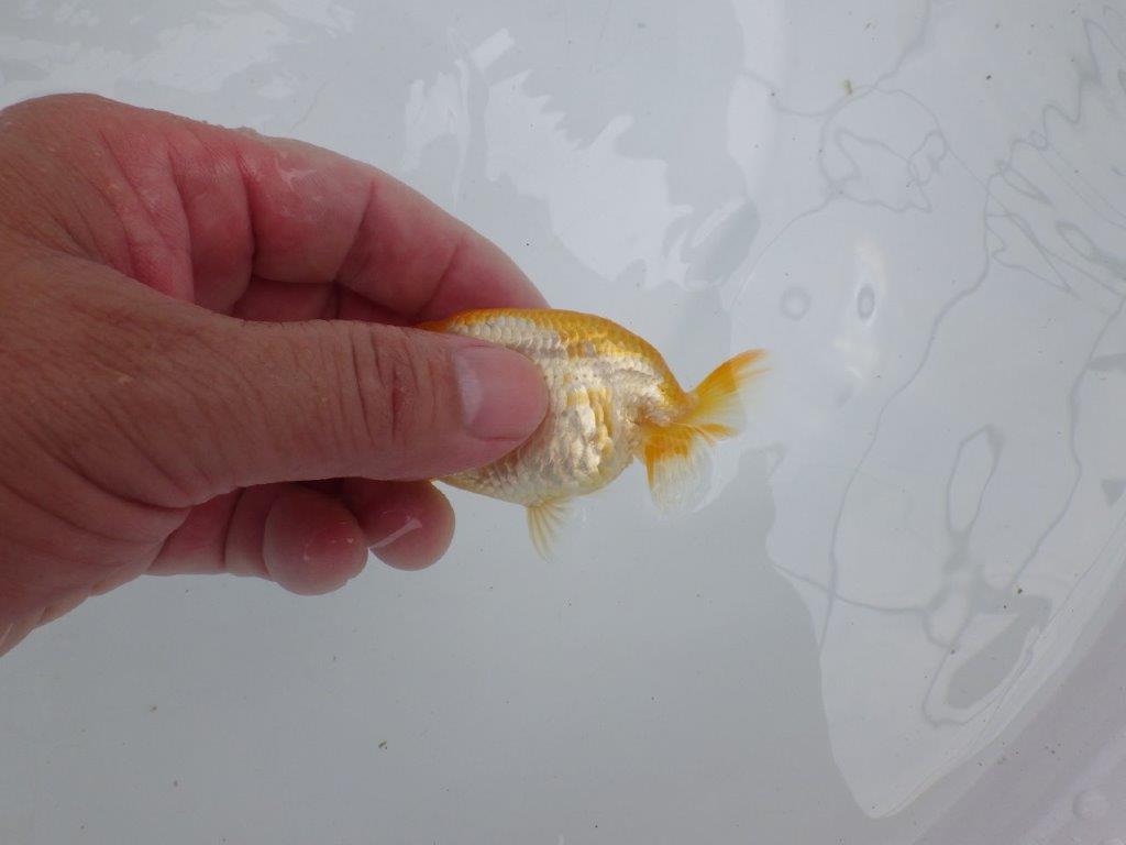 【激レア入荷!山田芳人氏作出!当歳らんちゅう 】飼い込みお勧め!!約8㎝