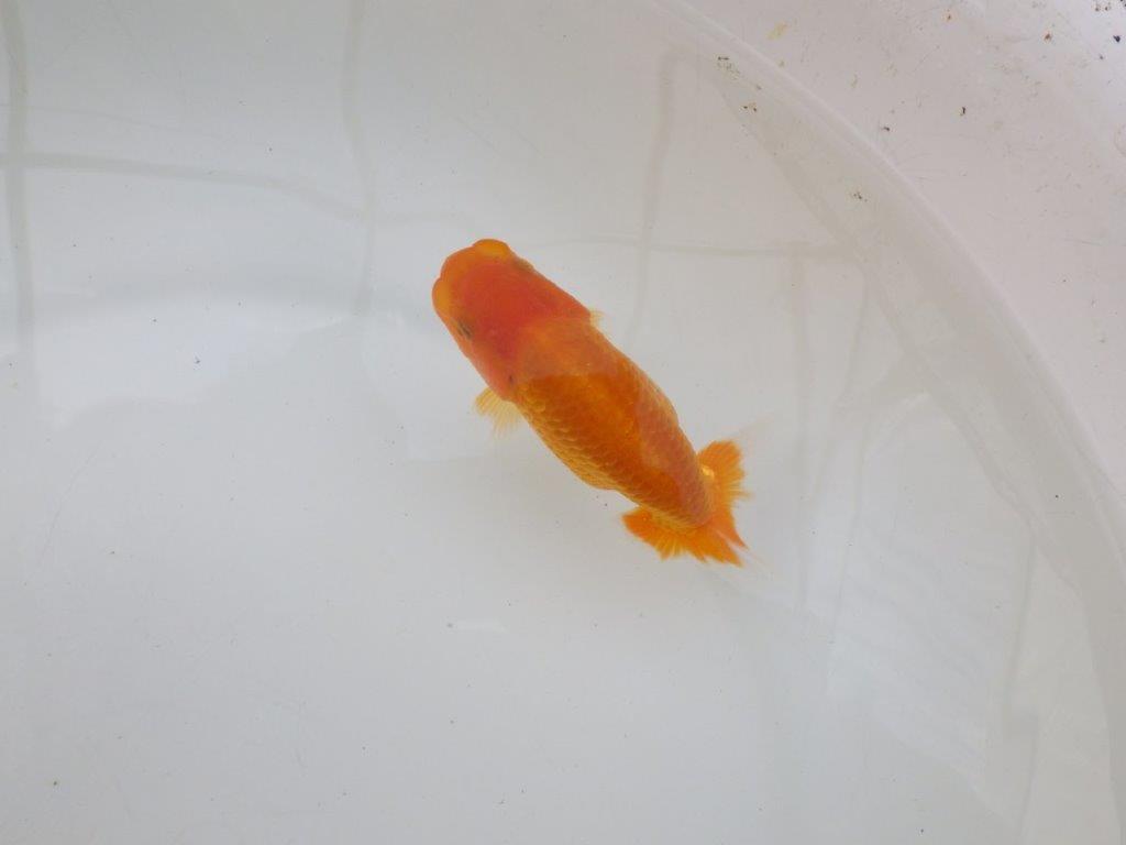 【逸品当歳らんちゅう】魚の雰囲気が良く今後が楽しみならんちゅう　約12ｃｍ前後