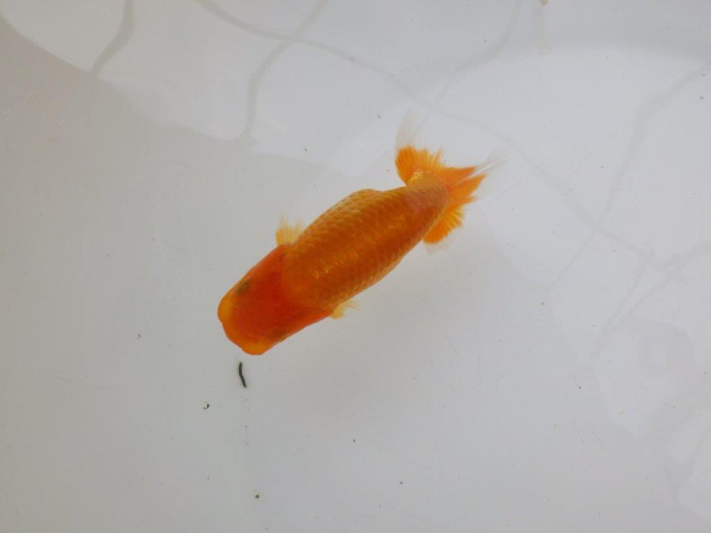 【逸品当歳らんちゅう】魚の雰囲気が良く今後が楽しみならんちゅう　約12ｃｍ前後
