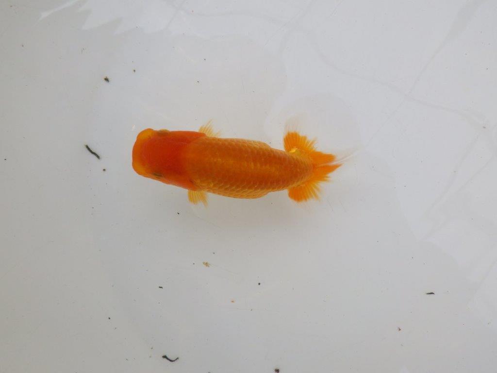 【逸品当歳らんちゅう】魚の雰囲気が良く今後が楽しみならんちゅう　約12ｃｍ前後
