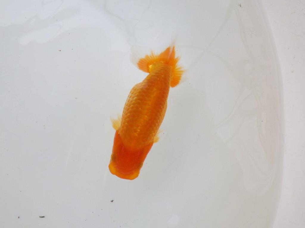 【逸品当歳らんちゅう】魚の雰囲気が良く今後が楽しみならんちゅう　約12ｃｍ前後の上身