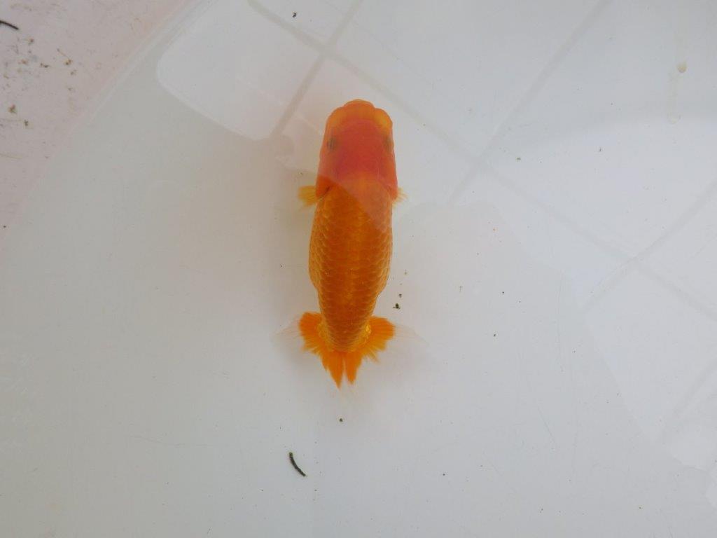 【逸品当歳らんちゅう】魚の雰囲気が良く今後が楽しみならんちゅう　約12ｃｍ前後
