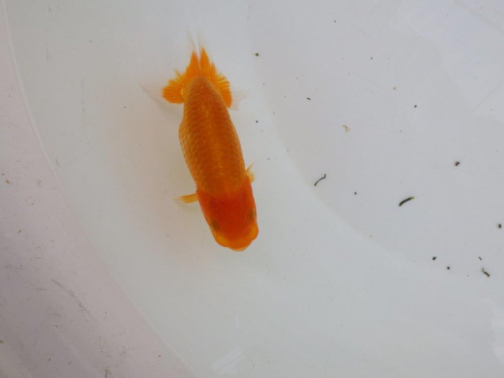 【逸品当歳らんちゅう】魚の雰囲気が良く今後が楽しみならんちゅう　約12ｃｍ前後