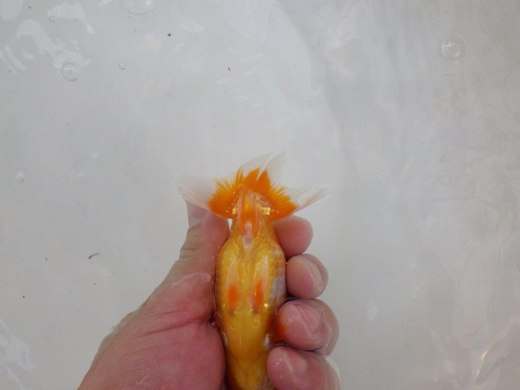 【逸品当歳らんちゅう】魚の雰囲気が良く今後が楽しみならんちゅう　約12ｃｍ前後