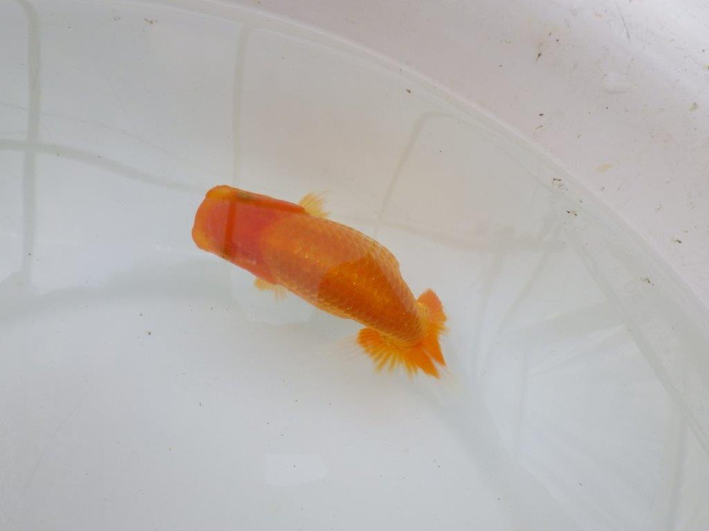【逸品当歳らんちゅう】魚の雰囲気が良く今後が楽しみならんちゅう　約12ｃｍ前後