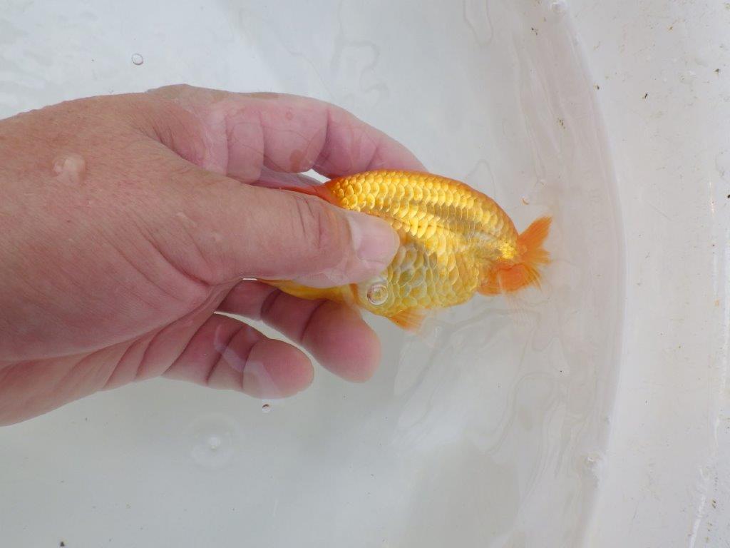 【逸品当歳らんちゅう】魚の雰囲気が良く今後が楽しみならんちゅう　約12ｃｍ前後