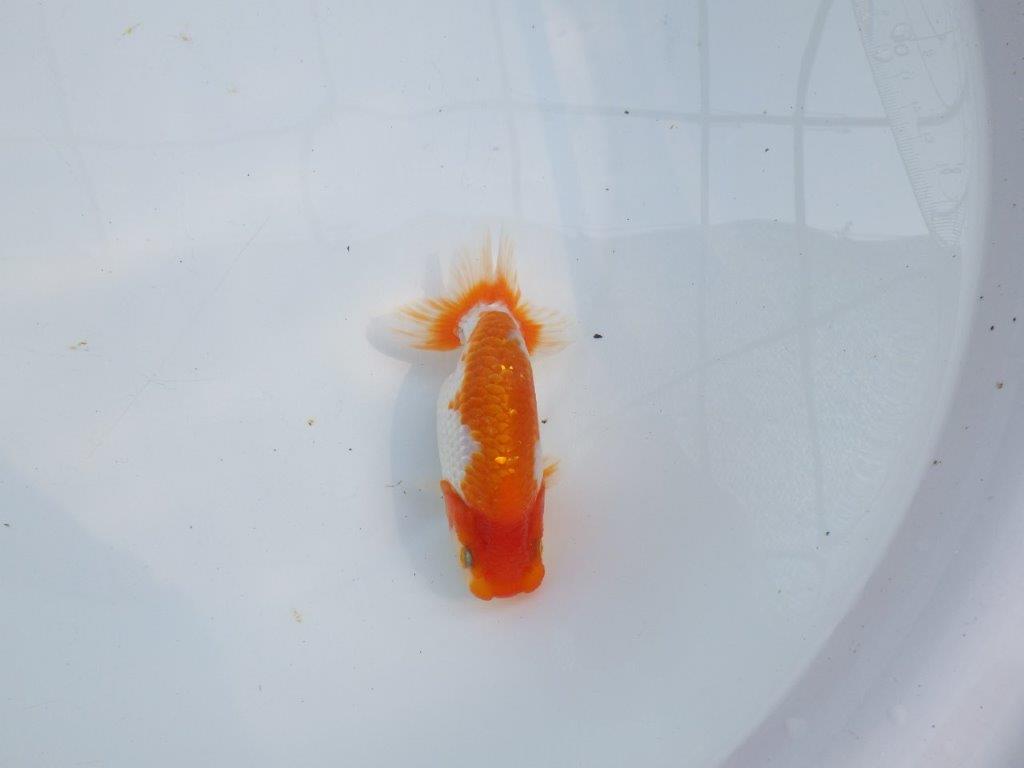【愛知M 様】雰囲気が良く上見がお勧め当歳らんちゅう 約12㎝