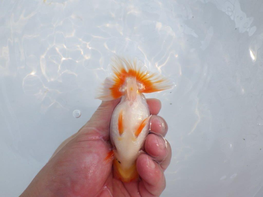 【愛知M 様】雰囲気が良く上見がお勧め当歳らんちゅう 約12㎝