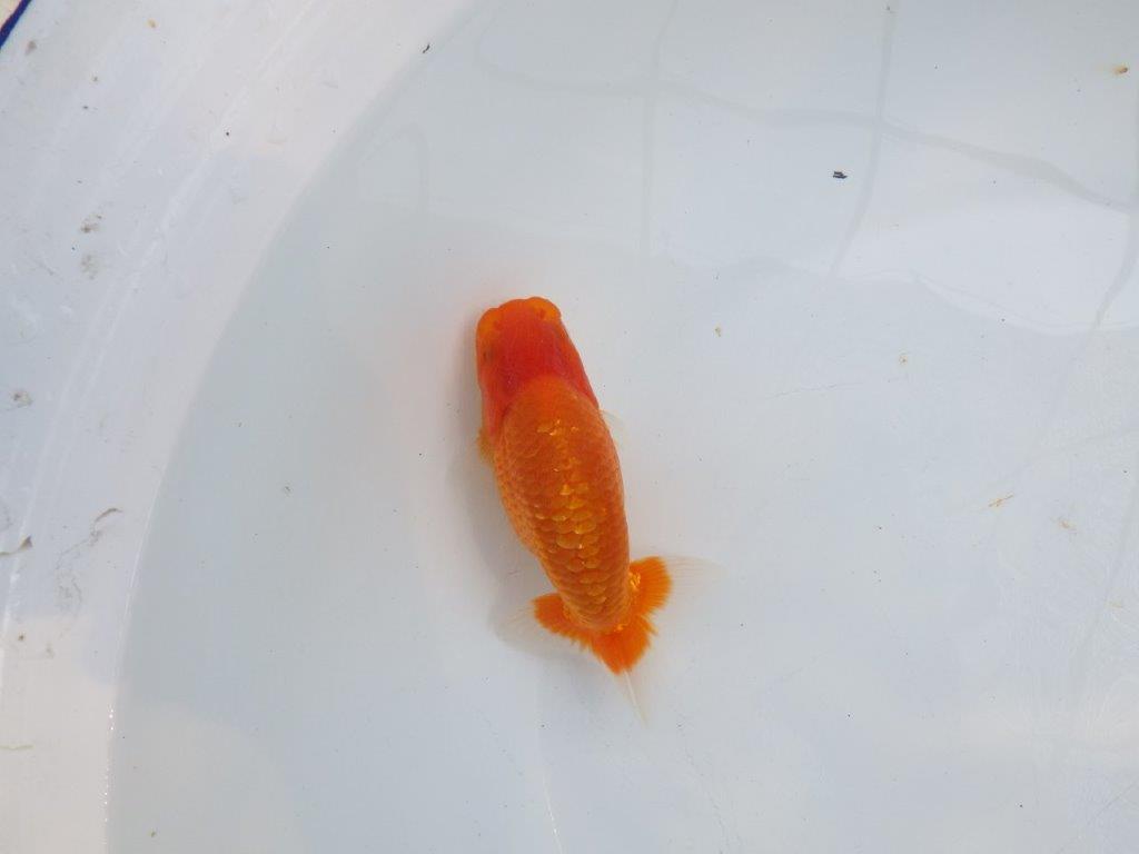 【愛知M 様】飼い込みお勧め弐歳にも！当歳らんちゅう  約13㎝の上身