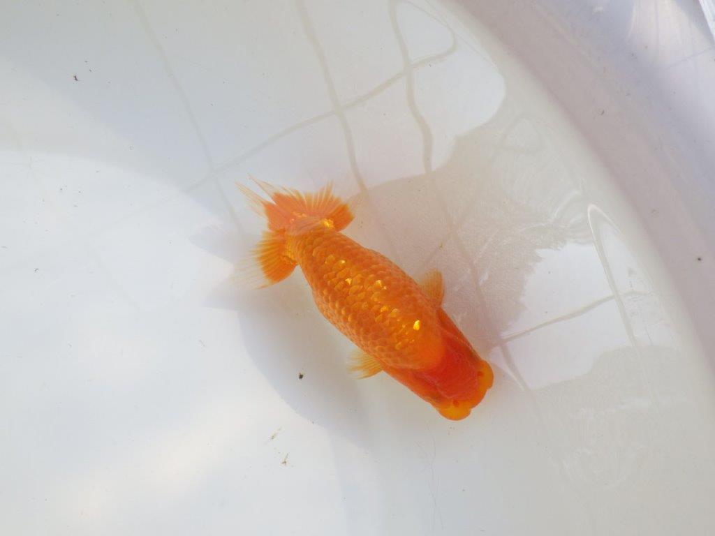 【愛知M 様作当歳らんちゅう 】尾に魅力を感じる幅のあるらんちゅう　約12,5㎝