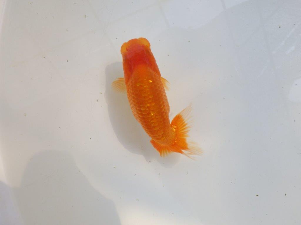 【愛知M 様作当歳らんちゅう 】尾に魅力を感じる幅のあるらんちゅう　約12,5㎝