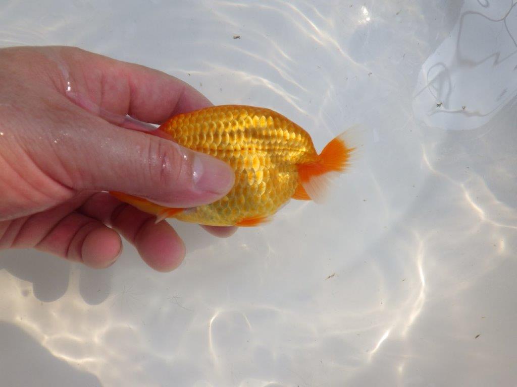 【愛知M 様作当歳らんちゅう 】素晴らしい雰囲気のらんちゅう　約12㎝